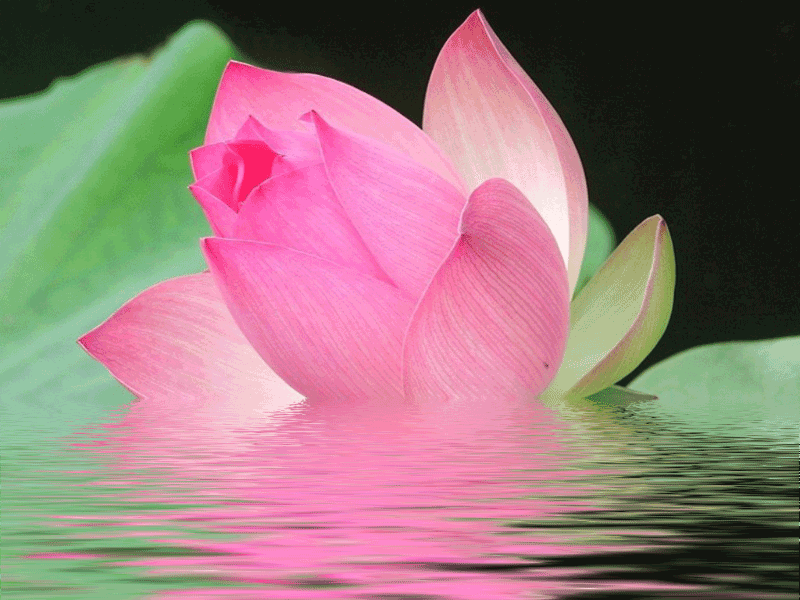 gif - 堆糖,美图壁纸兴趣社区