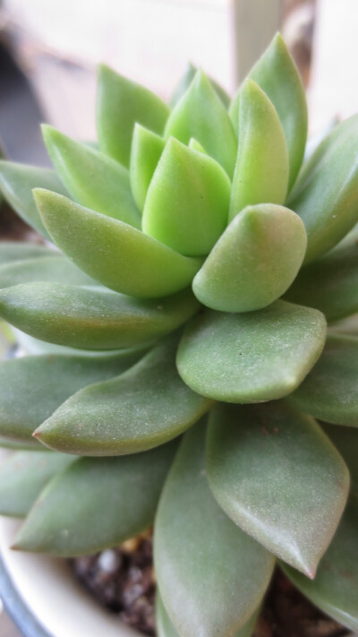 丽塔的(蔷薇一梦)