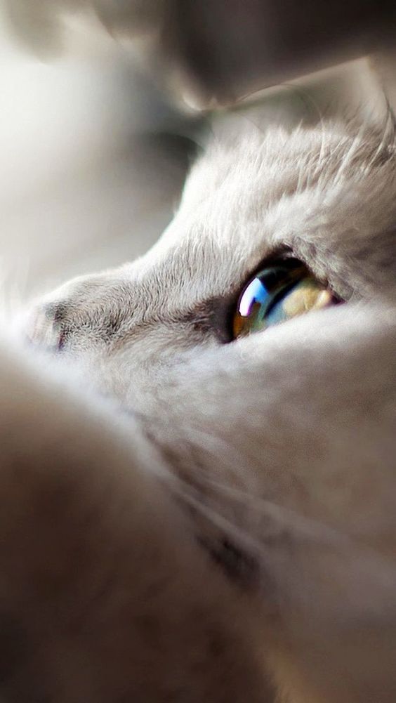 9张唯美动人的猫咪眼睛小清新图片   alad