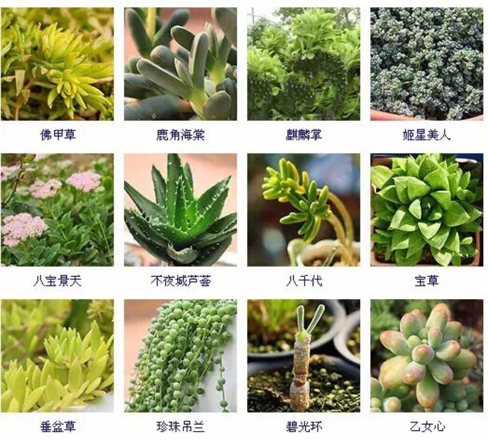 多肉植物的品种大全215个品种
