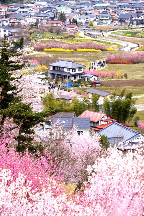 青岛樱花镇