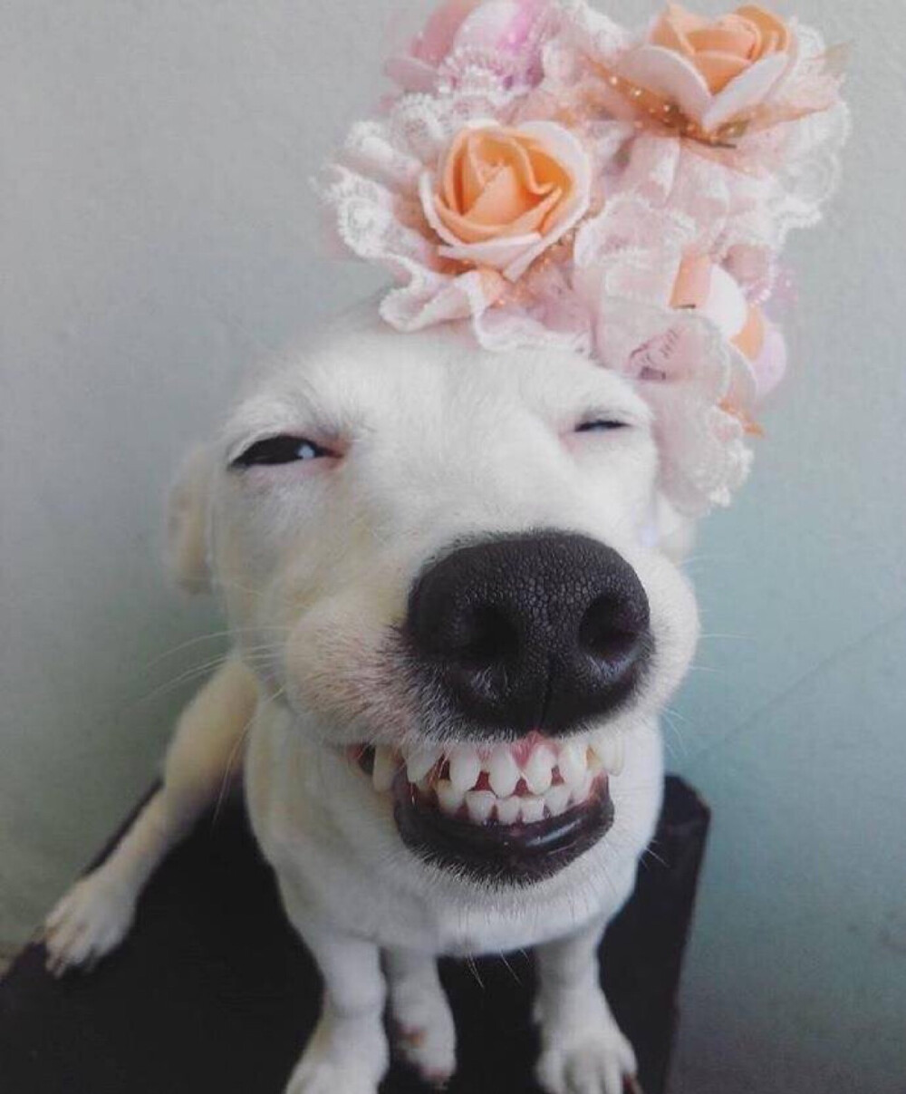 狗狗开心的样子图片