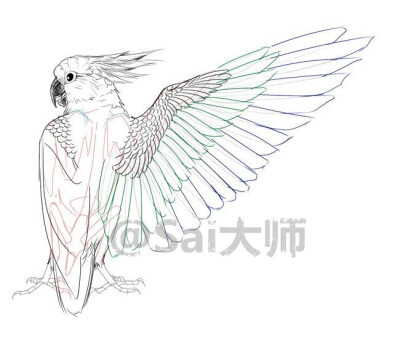 【设计绘制鸟类】关于鸟的翅膀,面部,等详细的设计绘制画法!