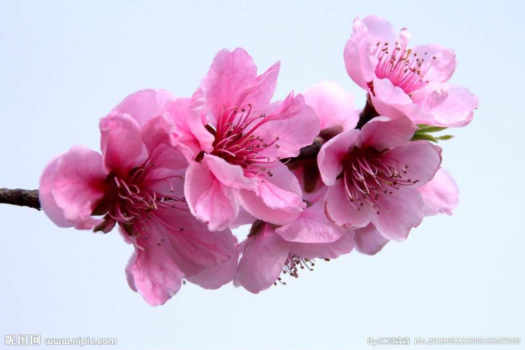 三月桃花 桃月 粉桃 - 堆糖,美图壁纸兴趣社区