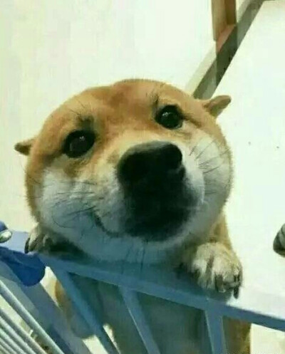 doge 表情包