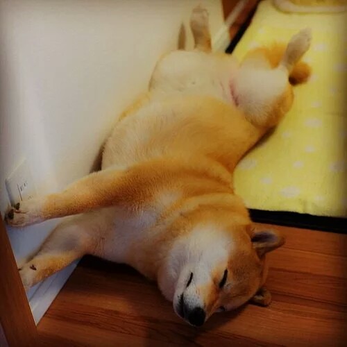 柴犬