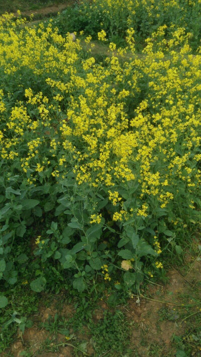 一束野生油菜花图片