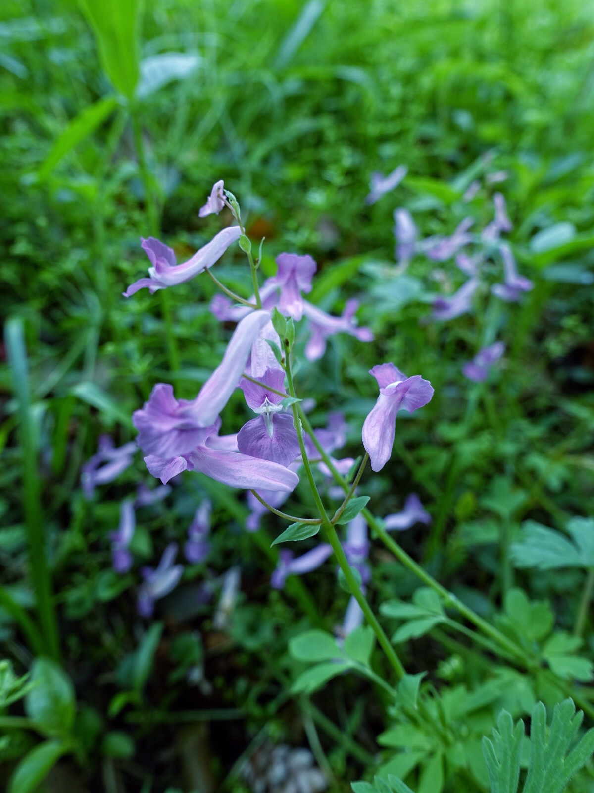 【夏天无 】伏生紫堇,又名夏天无,罂粟科紫堇属.