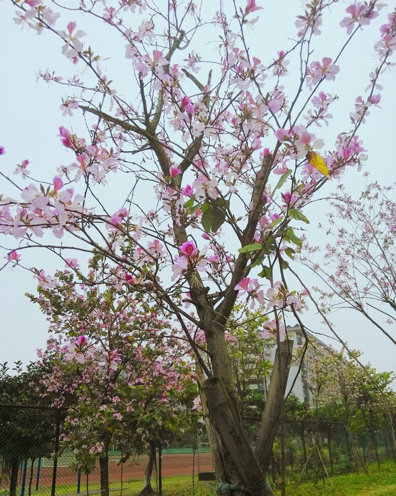紫荆花 - 堆糖,美图壁纸兴趣社区