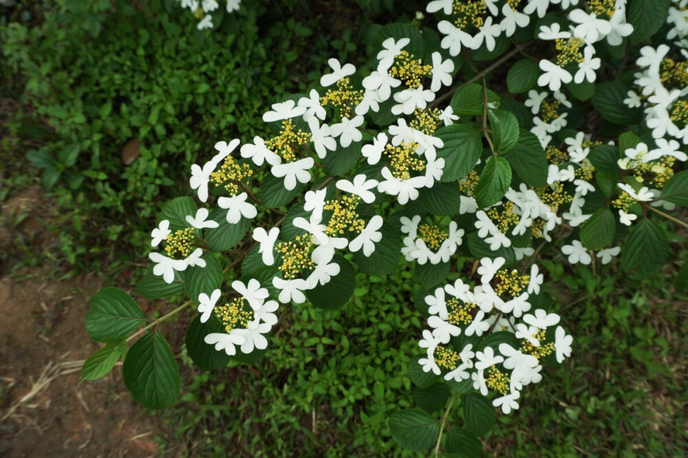 蝶花荚蒾 忍冬科荚蒾属 白色的是不孕花,中间黄色的才是可孕花,盛开时