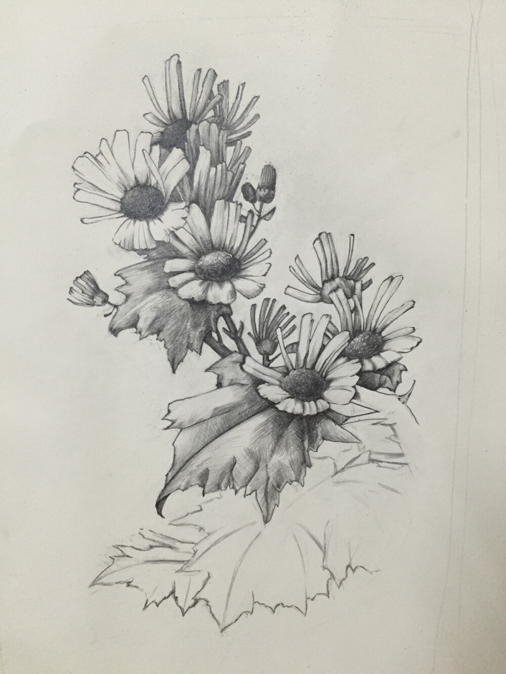 手绘素描花卉教程黑白画