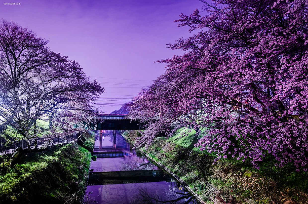 富士山下的樱花夜景图片