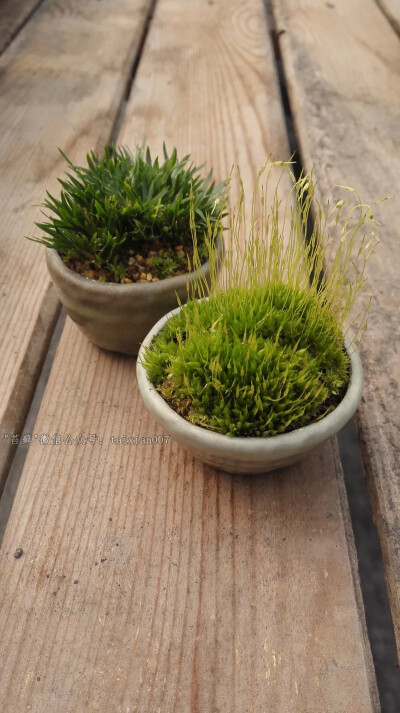 苔藓
