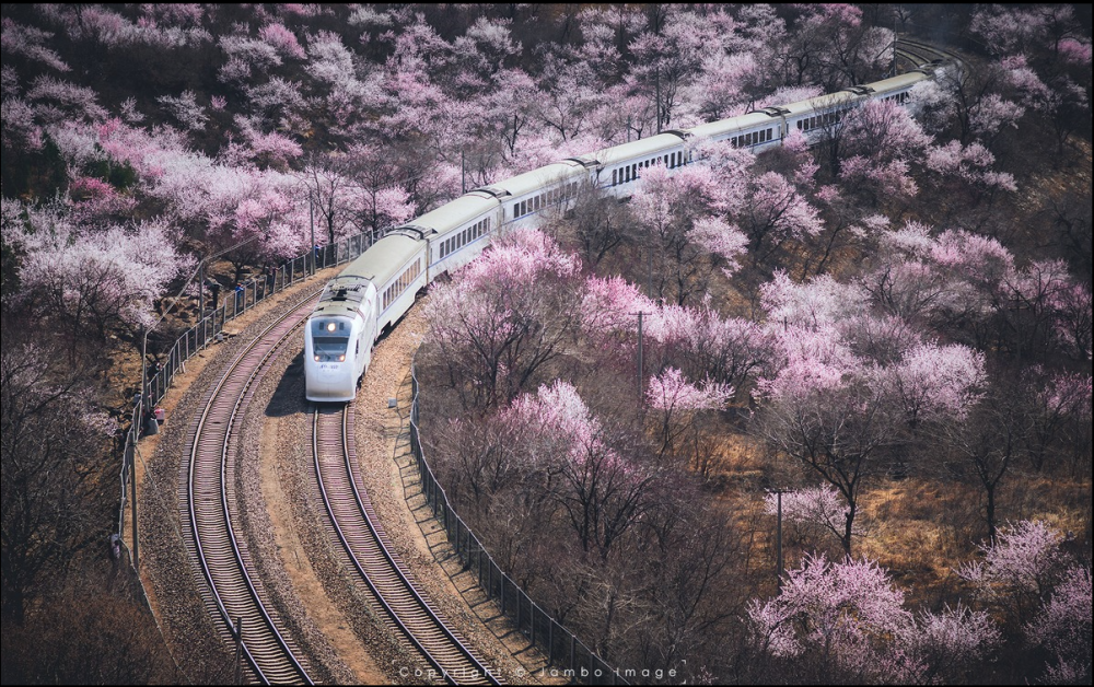 八达岭桃花火车图片