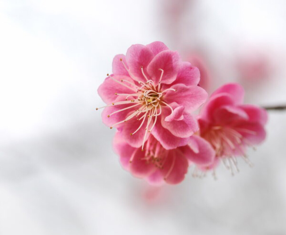 松尾芭蕉 樱花图片