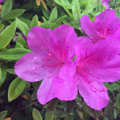 花花草草 堆糖,美图壁纸兴趣社区