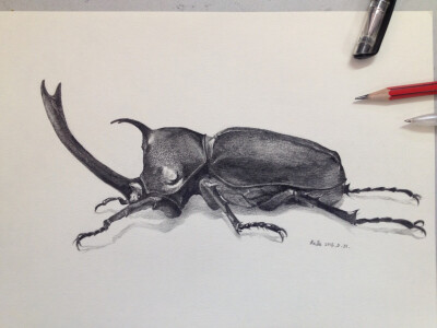 素描3d立体昆虫图片图片