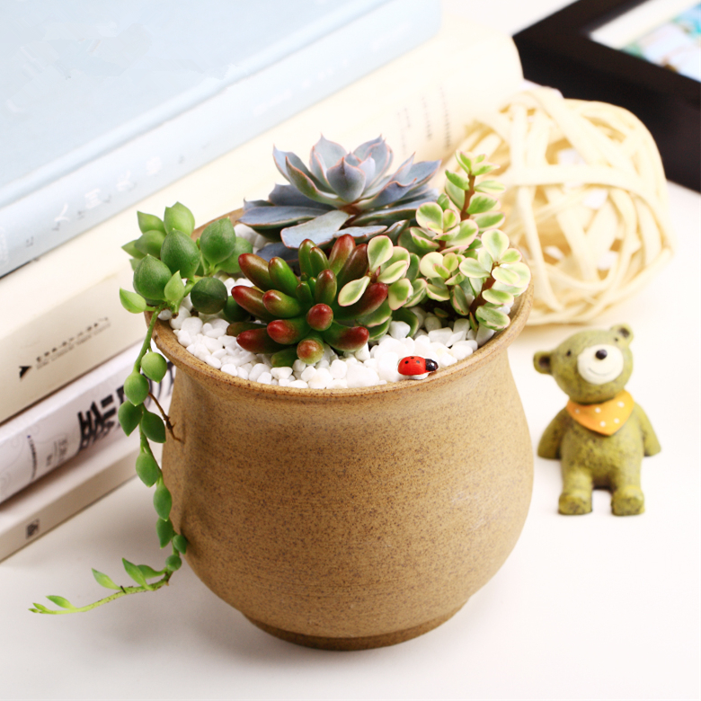 素烧的陶瓷花盆,搭配四种多肉植物,点缀上可爱的小瓢虫,轻松创造出一