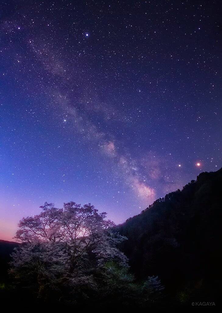 天文酷图樱桃树樱花之上的夜景星空