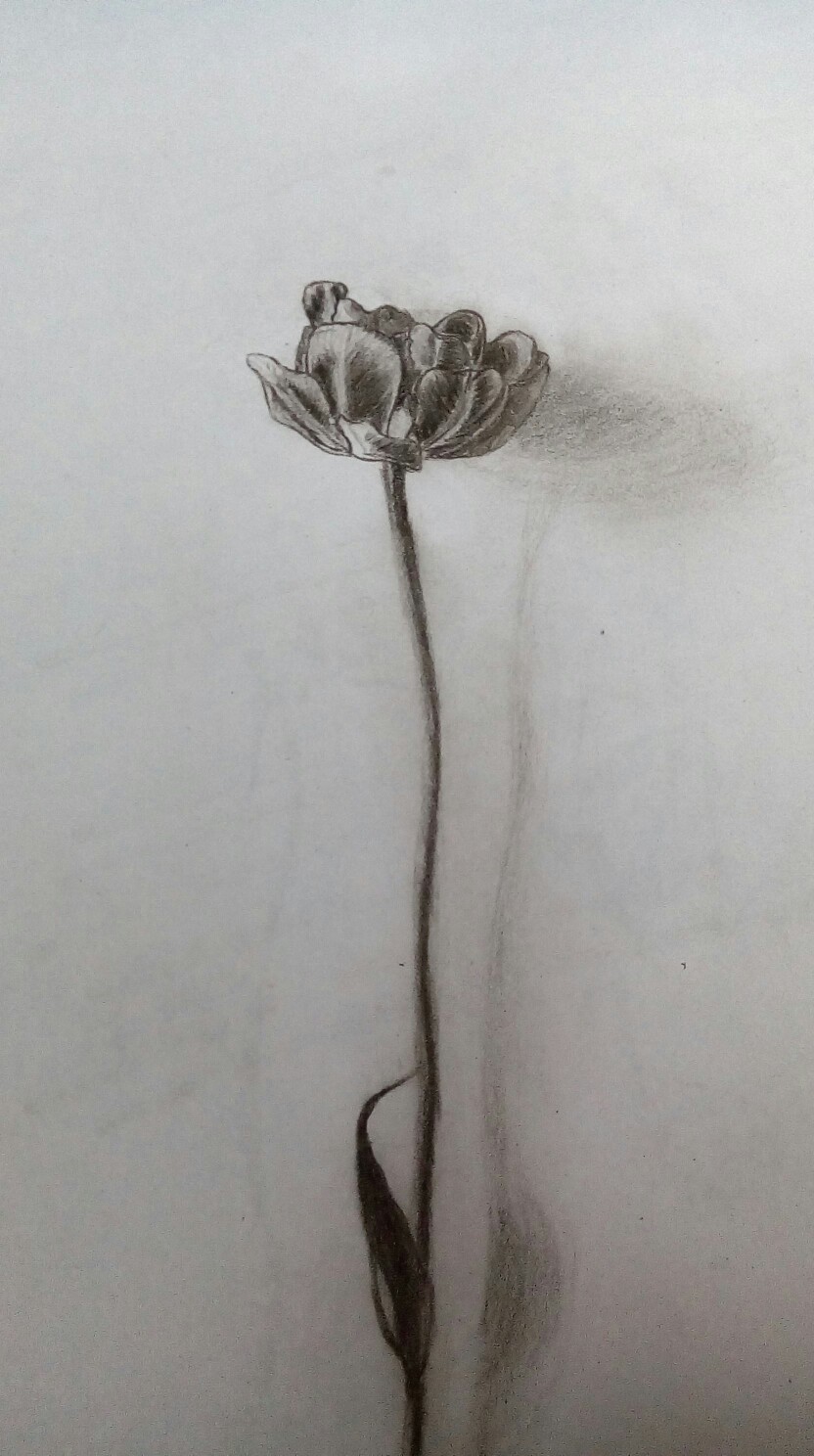 一枝花素描图片