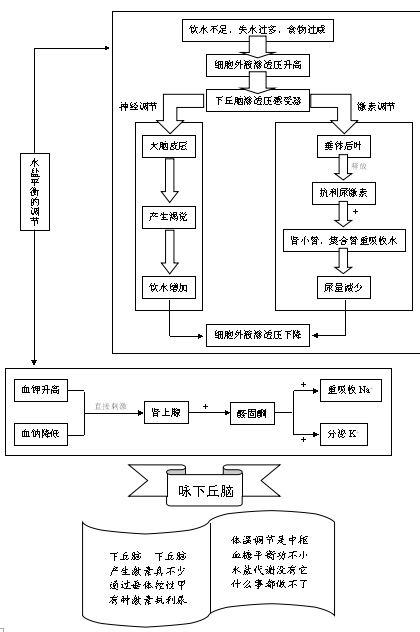 水盐平衡调节 示意图图片