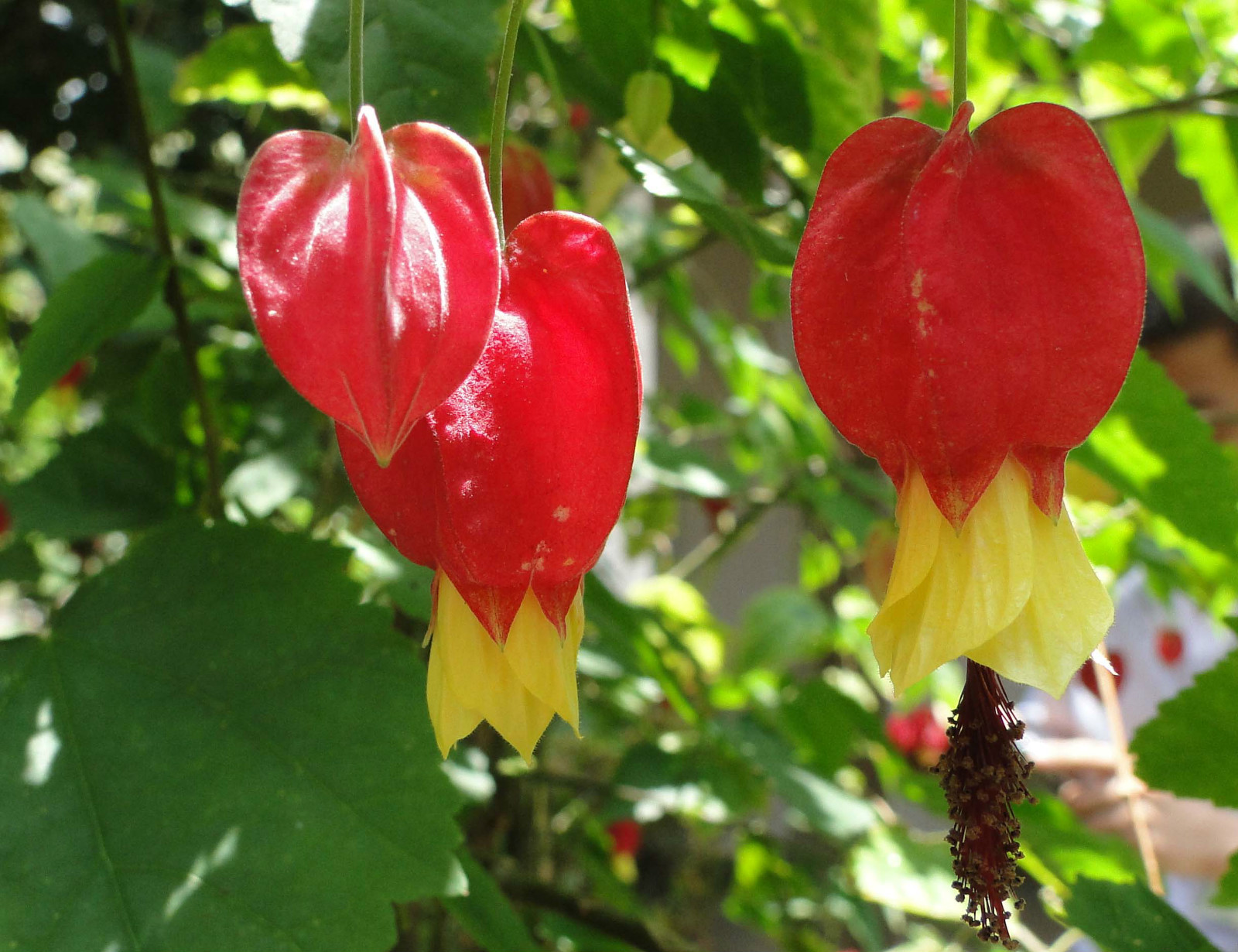 灯笼花