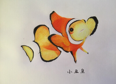 画小丑鱼