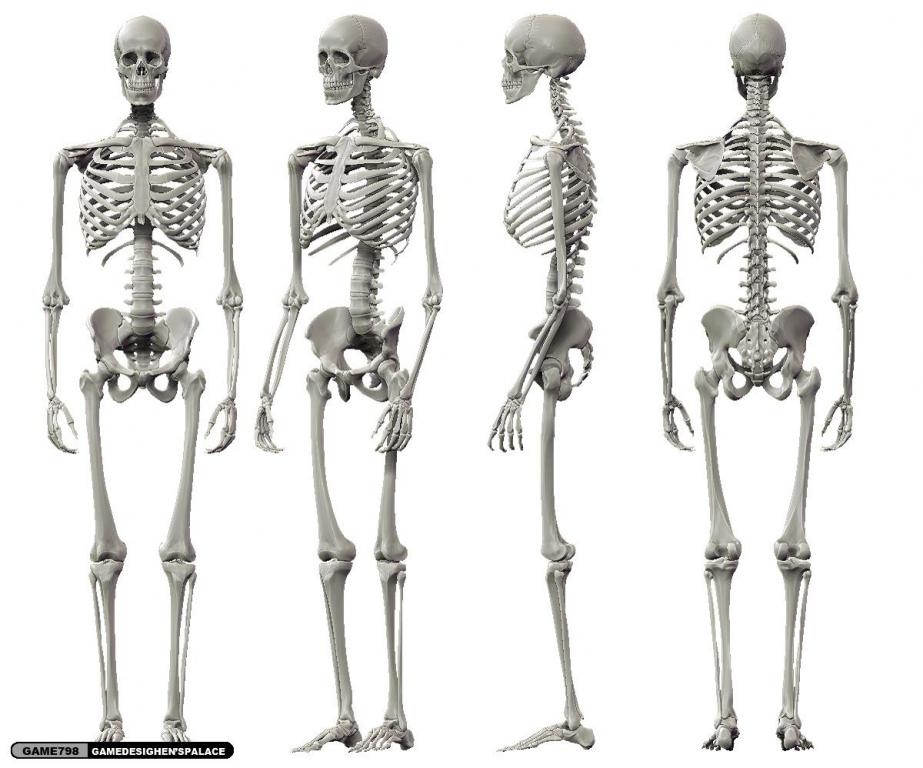 人体骨架模型及名称图片