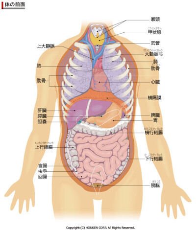 女性肚子内脏分布图片