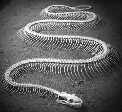 蛇骨