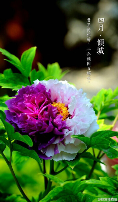 故宫牡丹