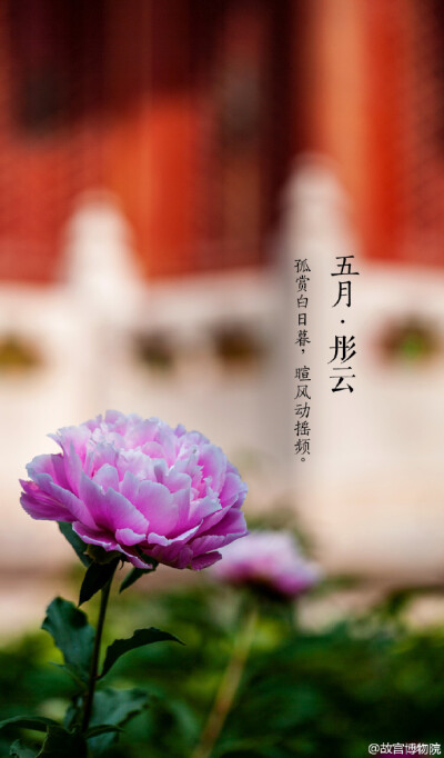 故宫牡丹