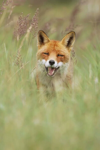 狐狸笑起来总是那么好看