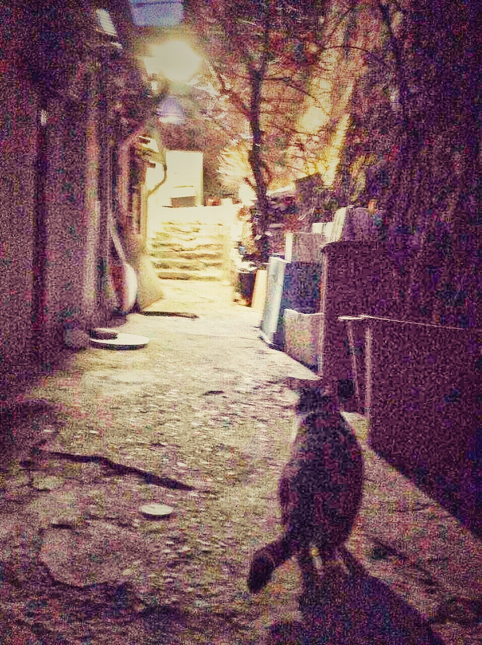 巷子里的猫 背影图片