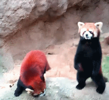 小熊猫被吓到gif图片