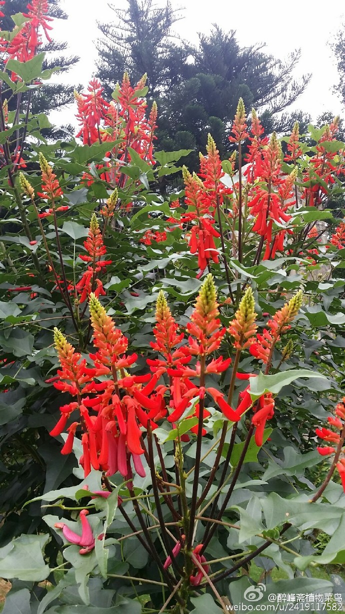 纳塔尔刺桐erythrina humeana,壮观啊