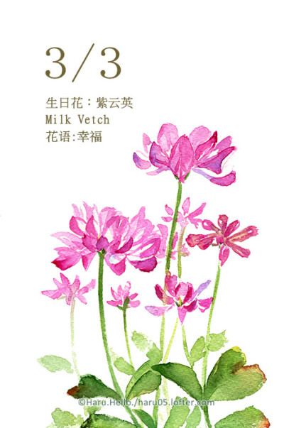 3 生日花:紫云英