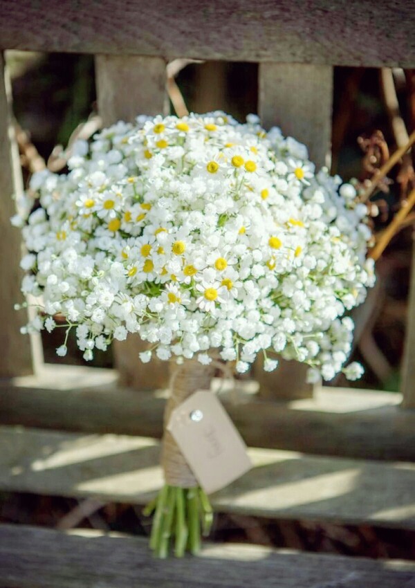 满天星雏菊