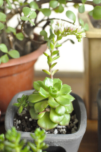 植物,花,盆栽,多肉