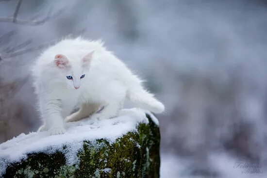 白色挪威森林猫图片图片
