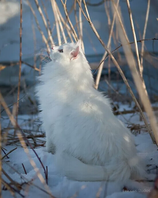白色挪威森林猫图片图片