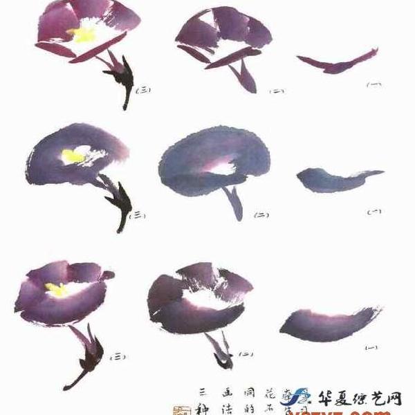 写意牵牛花画法