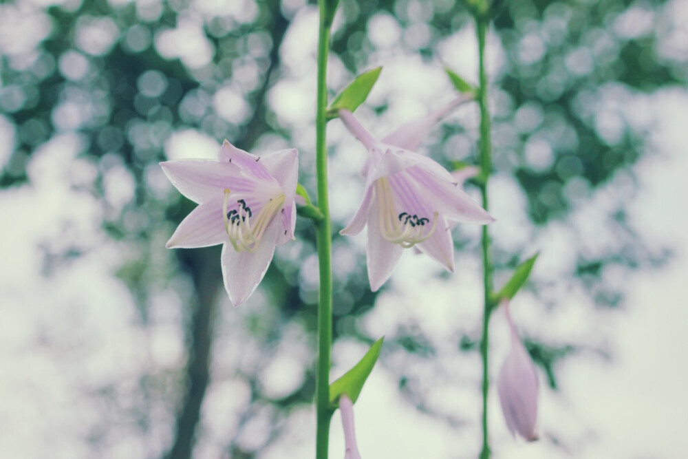 青叶玉簪 - 堆糖,美图壁纸兴趣社区