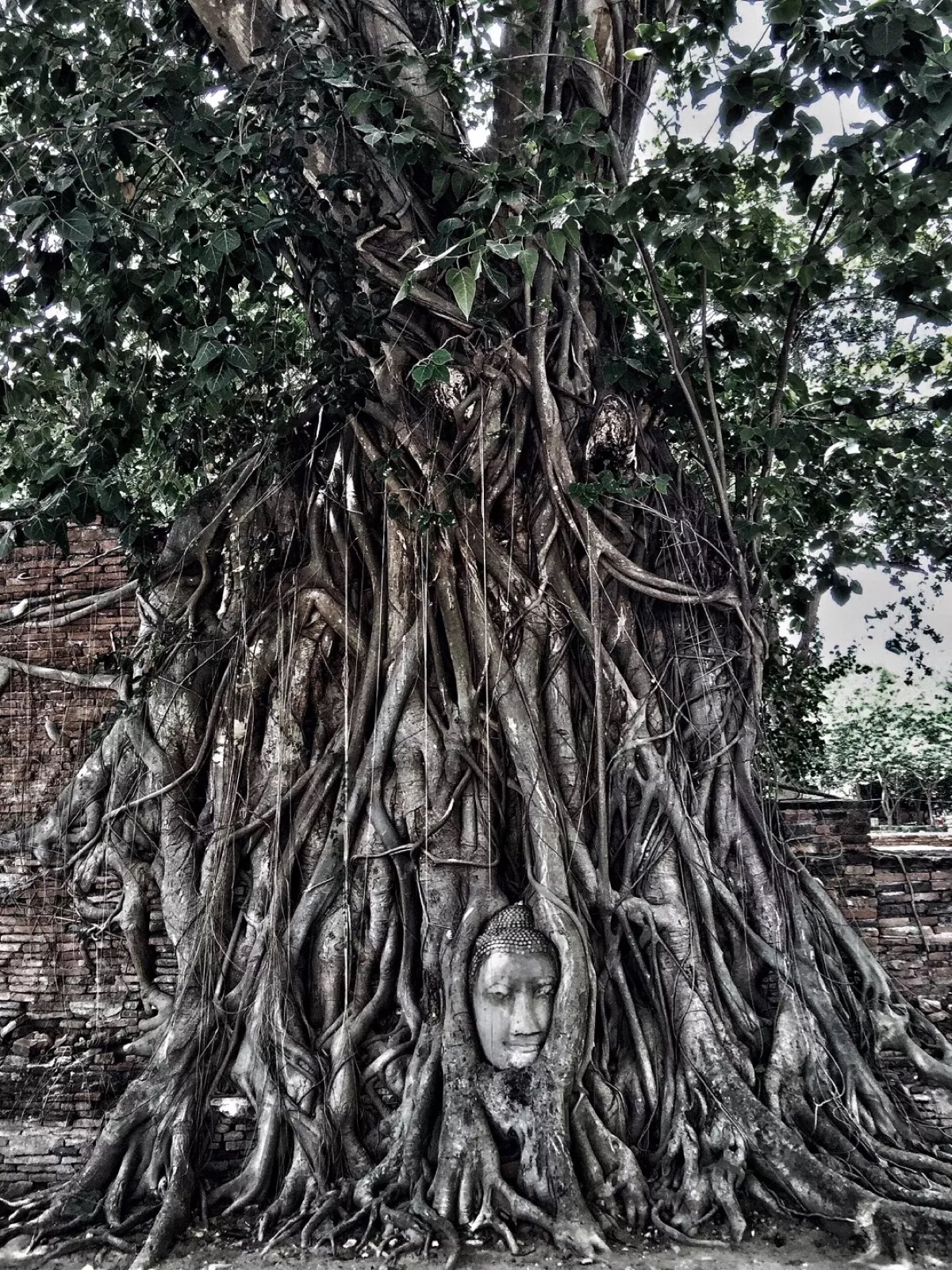 泰国树抱佛 树中佛