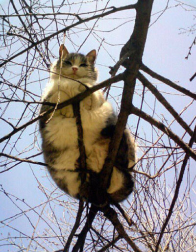 猫的树视频