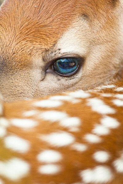 cervus nippon 梅花鹿