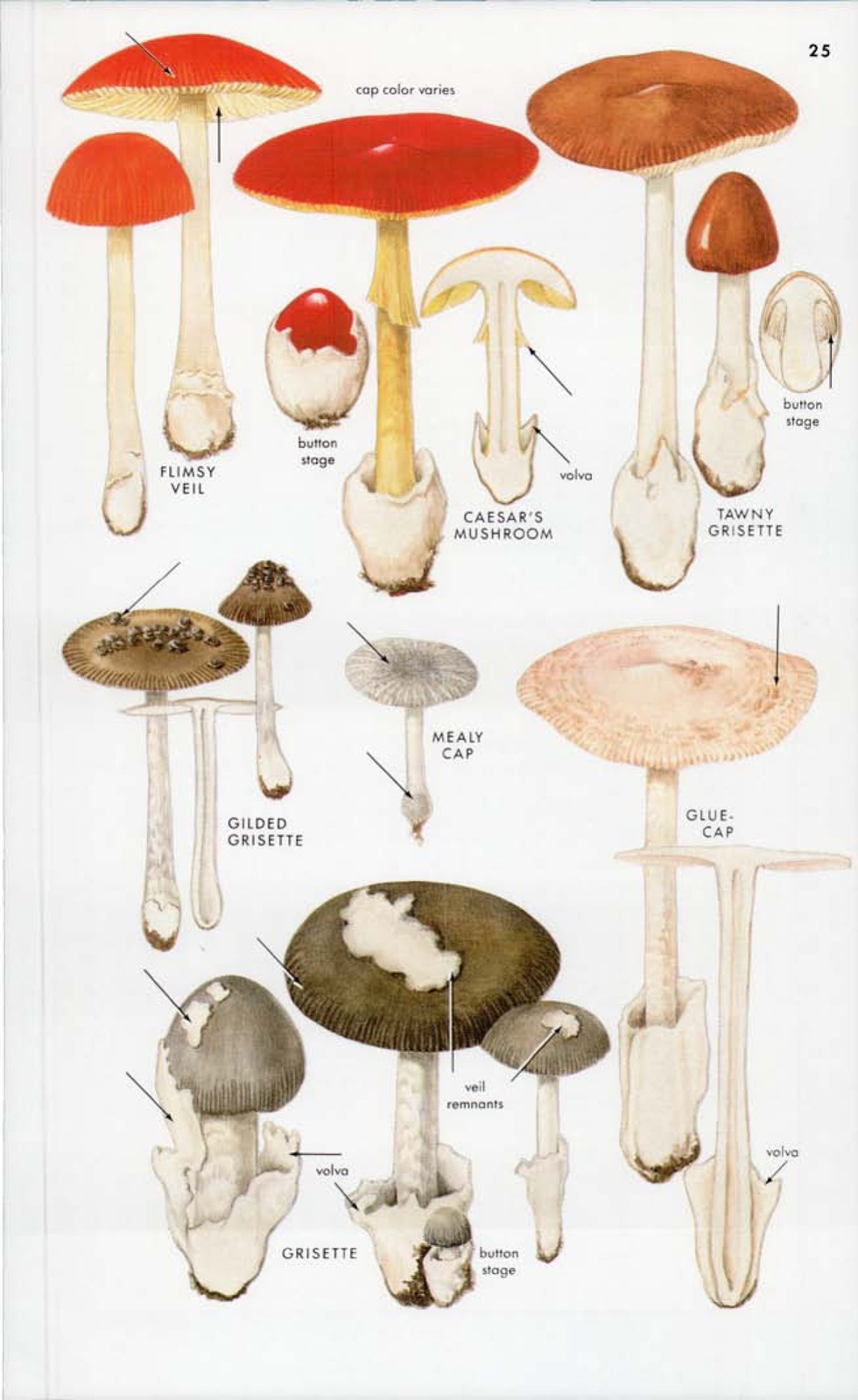 北方常见蘑菇图谱图片