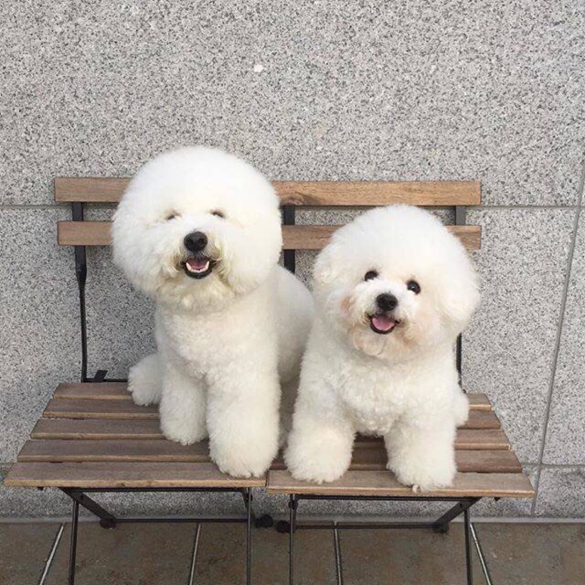 比熊