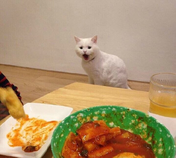 发现一只贪吃猫 快被它的眼神给萌哭了