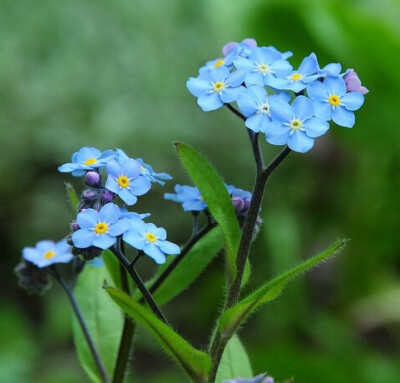 星辰花